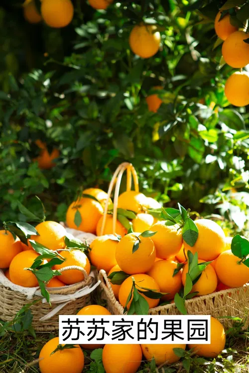 正宗赣南脐橙20斤产地直发自家果园当天采摘当天发货新鲜皮薄多汁