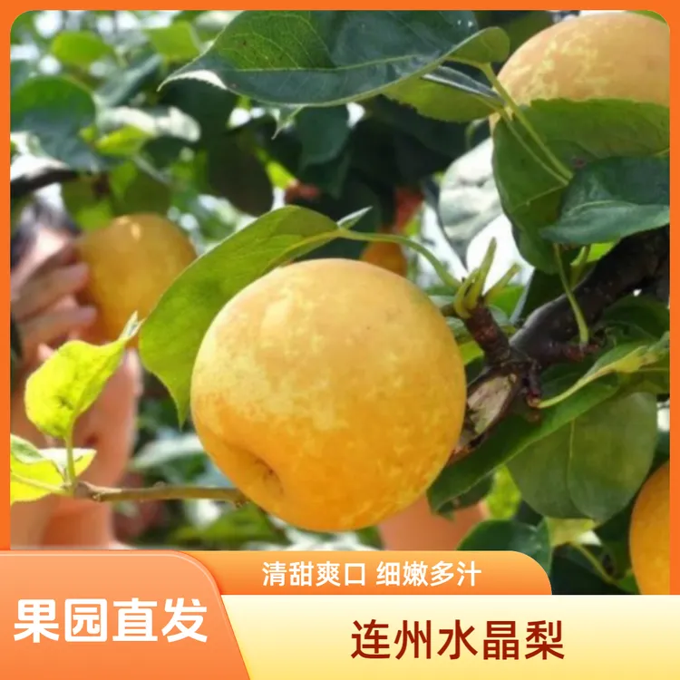 粤北原生态种植小孩孕妇应季水果清甜无渣解暑神器连州水晶梨