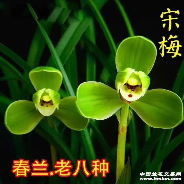 春兰铭品老八种之首：宋梅 兰花，裸根发货