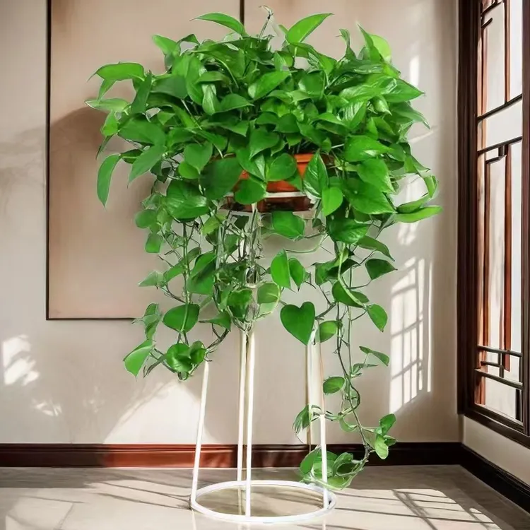 360绿萝室内绿植长藤大盆绿萝盆栽吸甲醛净化空气客厅吊兰植物