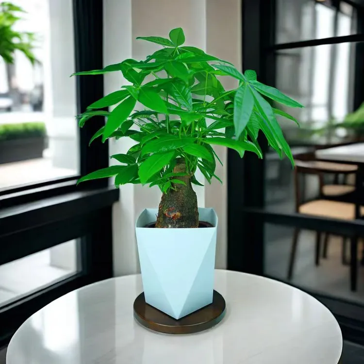 发财树盆栽室内好养大颗招财树绿植客厅办公室乔迁开业花卉绿植