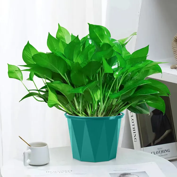 轻奢菱形盆绿萝室内高档大绿萝盆栽吸甲醛净化空气大小