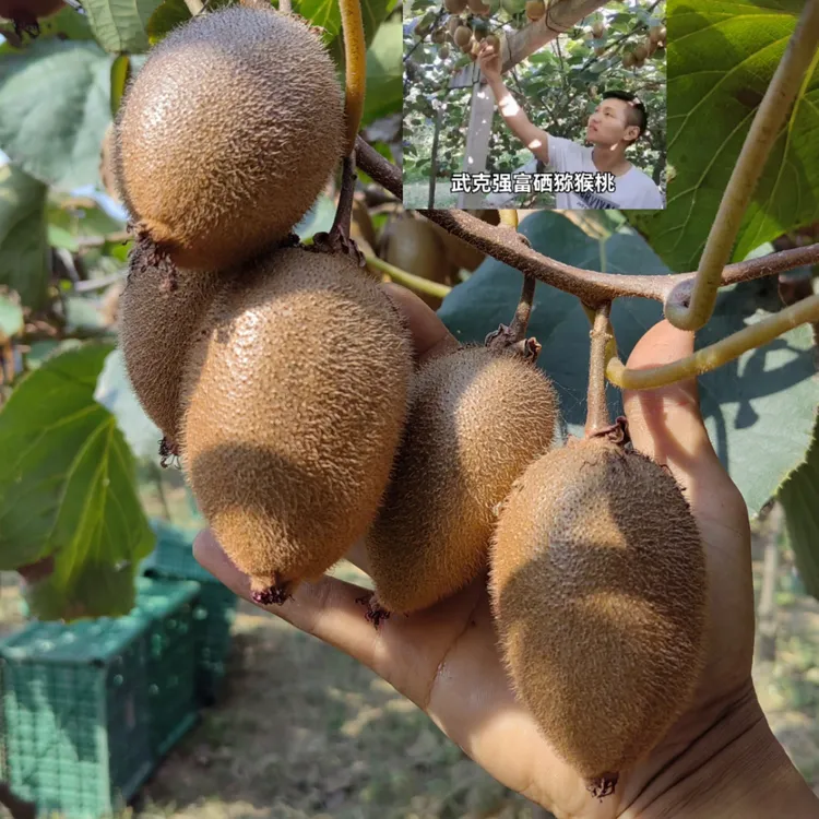 【自家果园】陕西眉县富硒翠香猕猴桃非正宗徐香绿心猕猴桃
