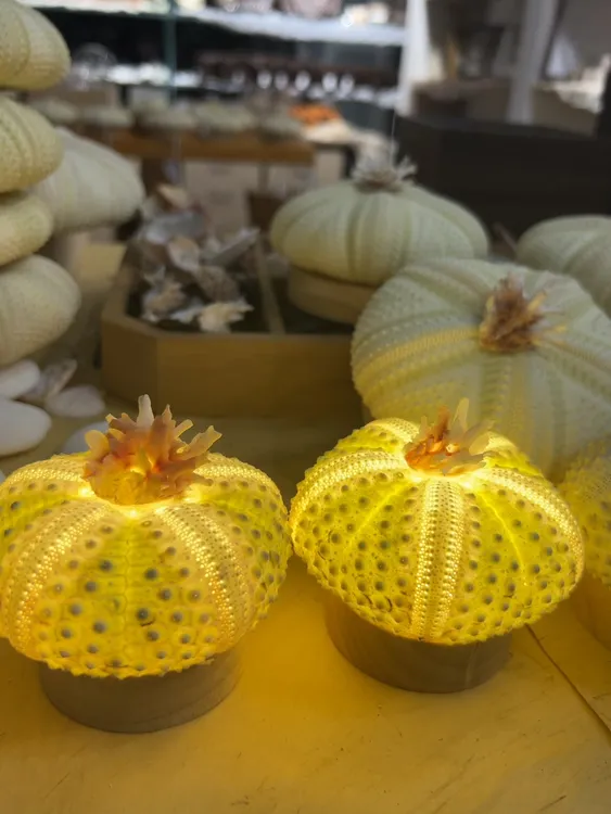 海南特色网红旅游伴手礼纪念品自制手作海胆绿精灵氛围灯创意礼物