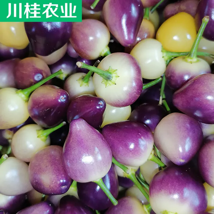 广西特产七彩椒新鲜特级中大果现摘小辣椒五彩灯笼椒农产品小米椒