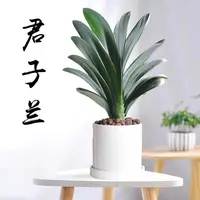 精品君子兰 彩兰 山水艺景 开花春季