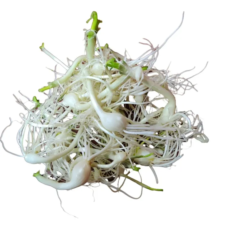 东北新鲜小根蒜大脑蹦炒鸡蛋洗干净发货凉拌菜馅饼菜盒子顺丰包邮