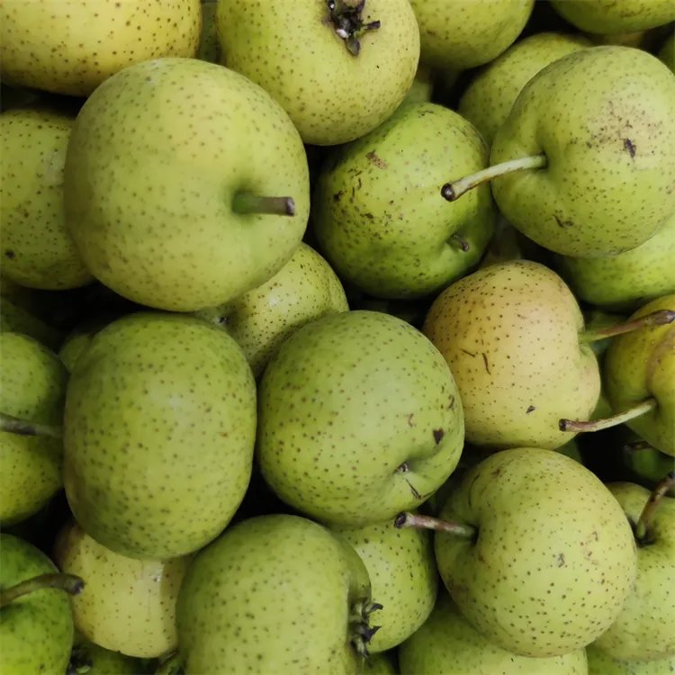 东北当地地产山梨纯山梨量不多每天现摘现发收到困二天顺丰包邮