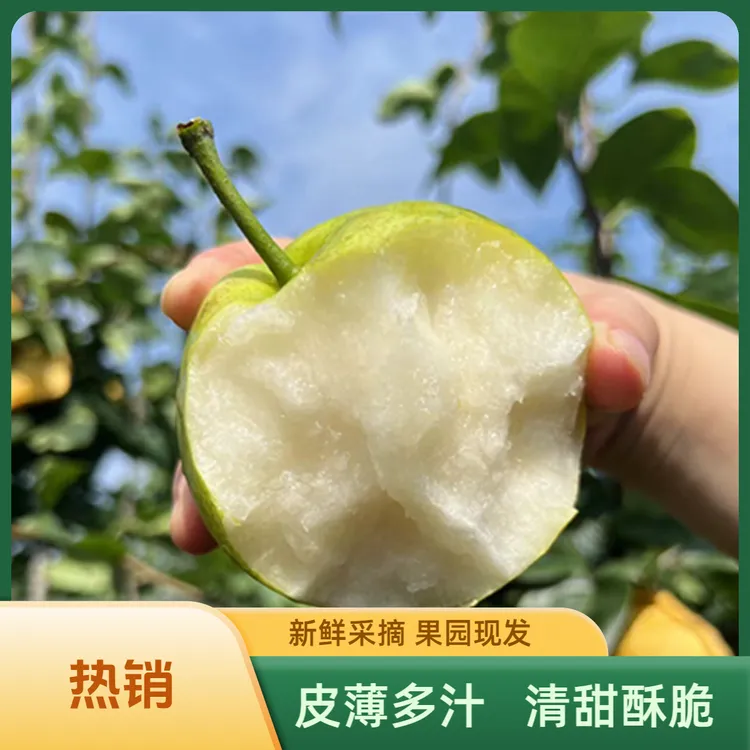 【百里洲翠冠梨】12个精选大果包邮产地现摘现发当季水果新鲜爆汁