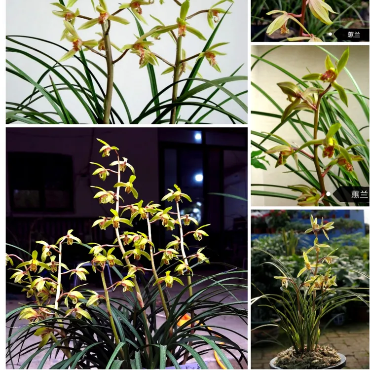 上标年宵花蕙兰九节兰春剑春兰室内阳台易养绿植花卉盆栽