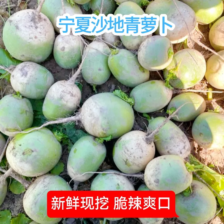 老品种萝卜青萝卜农家自种新鲜青萝卜非水果萝卜新鲜蔬菜5斤