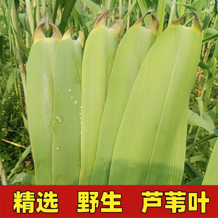 粽叶新鲜芦苇叶农家端午节现摘野生纯天然包干粽子叶的大小粽叶子