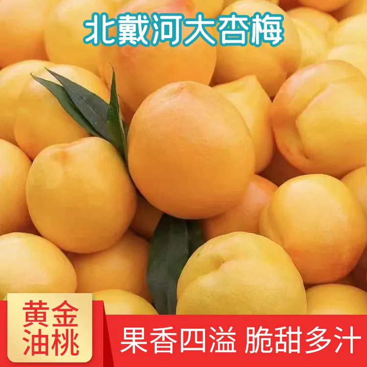 【顺丰包邮】北戴河大杏梅黄金油桃果园采摘新鲜脆甜爆汁整箱5斤