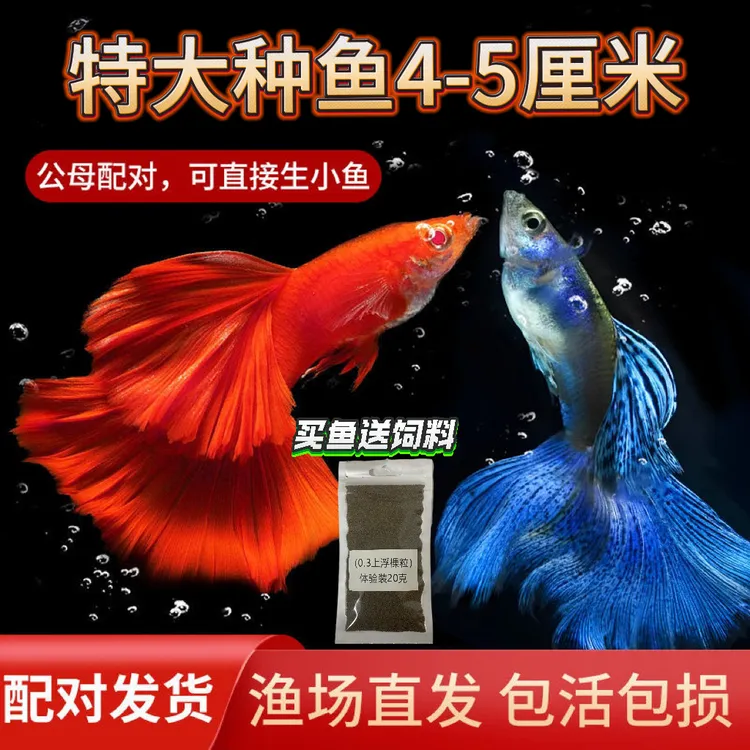 特大精品孔雀鱼种鱼4-5繁殖小型活体包邮观赏鱼大淡水鱼观赏鱼