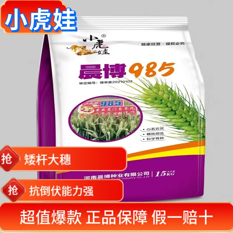 矮杆大穗高抗倒伏品种 小虎娃晨博985 抗倒春寒产量高抗病强种植