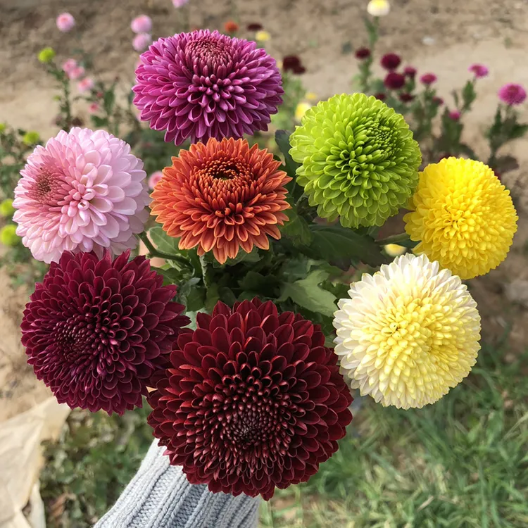 进口阳台盆栽乒乓菊花苗鲜花带花球形菊花四季开花植物美人菊包邮