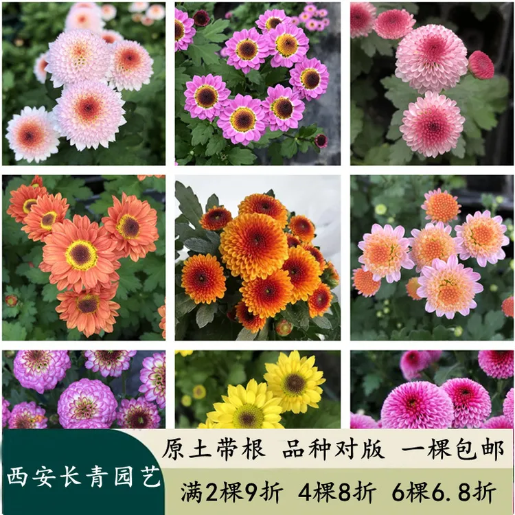 迷你型菊花苗 珠玉之卵纽扣小米菊 阳台多年生新品盆栽花卉包邮