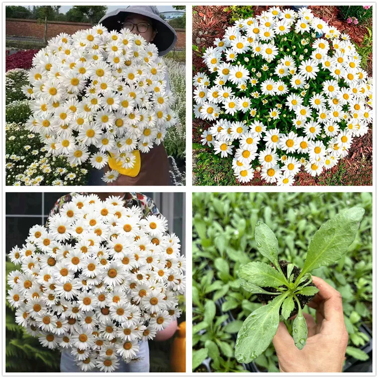 大滨菊麦当娜 大滨菊苗 爆盆机器 西安长青园艺 包邮