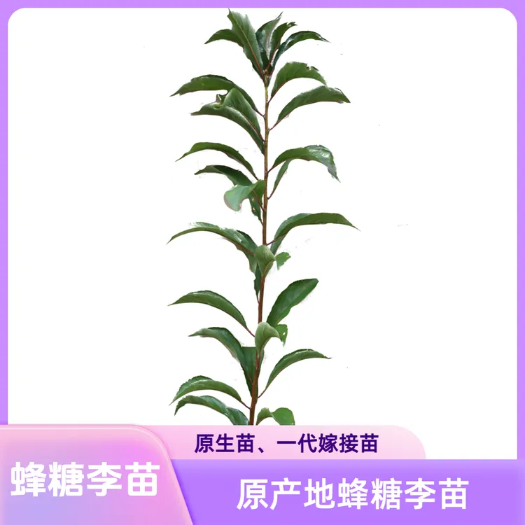 【蜂糖李原生苗】正宗蜂糖李苗六马蜂糖李苗原产地蜂糖李苗原生苗