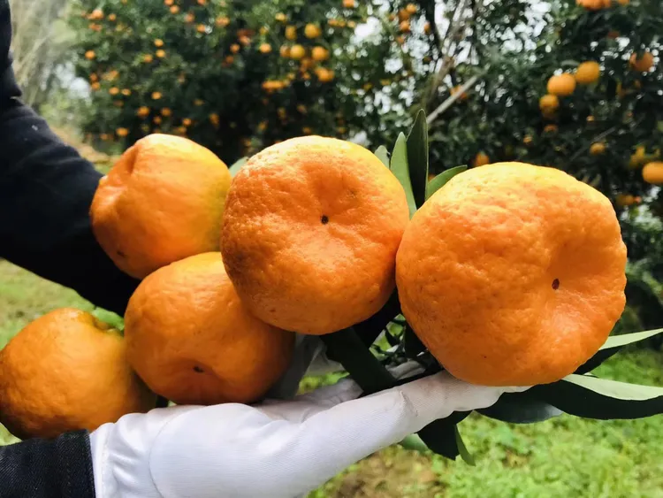 重庆奉节新民椪柑，好吃不上火！