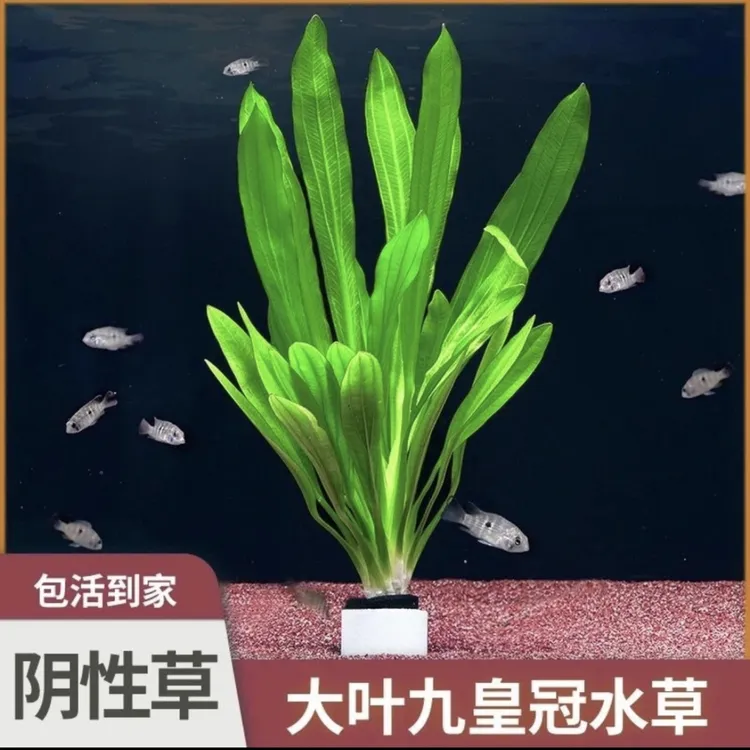 绿九冠大九冠小九冠皇冠类水草新手懒人水草好养鱼缸小白水草
