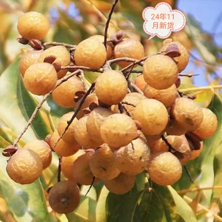 无患子整果果皮果粉洗碗洗发当季新货无患子果实