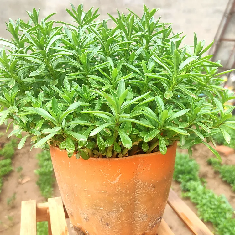 养心菜养心草三七苗痒痒草盆栽救心菜三七植物三七草云南白药泡茶