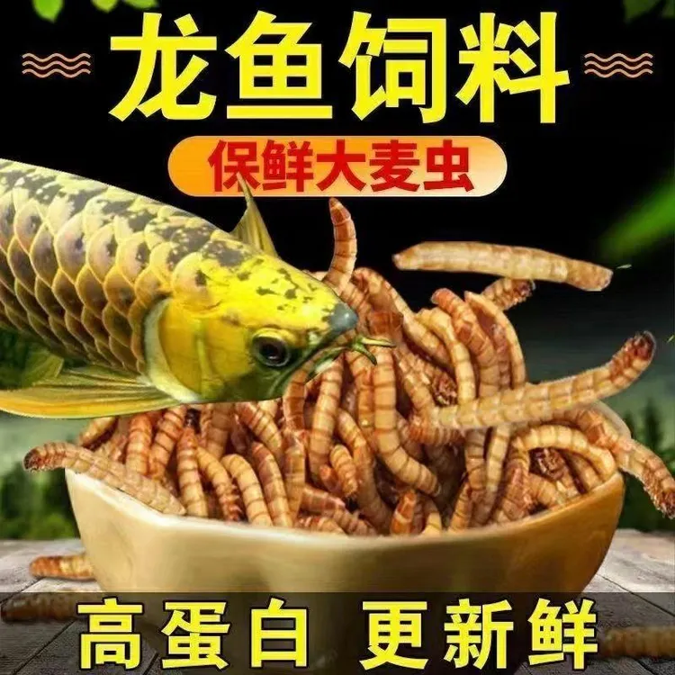 顺丰包邮大麦虫活体蛋白虫面包虫豹纹守宫龙鱼八哥画眉鸟食饲料