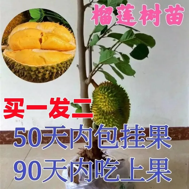 榴莲树苗四季泰国金枕头猫山王榴莲苗盆栽地栽南北方种植当年结果