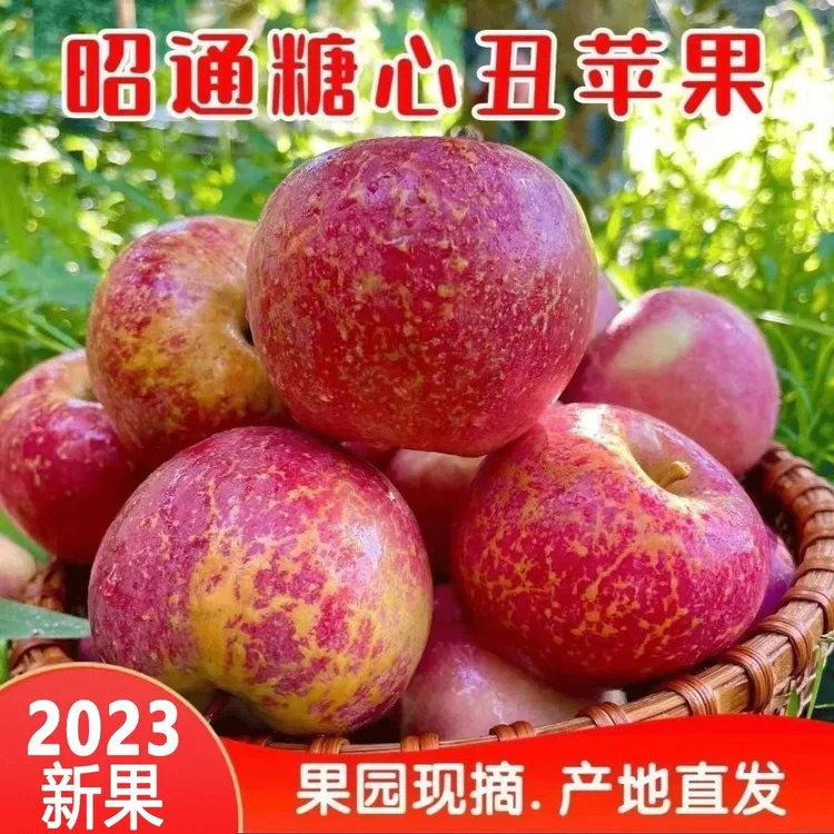 云南昭通丑苹果脆甜多汁新鲜水果应季现摘好吃正宗云南昭通丑苹果