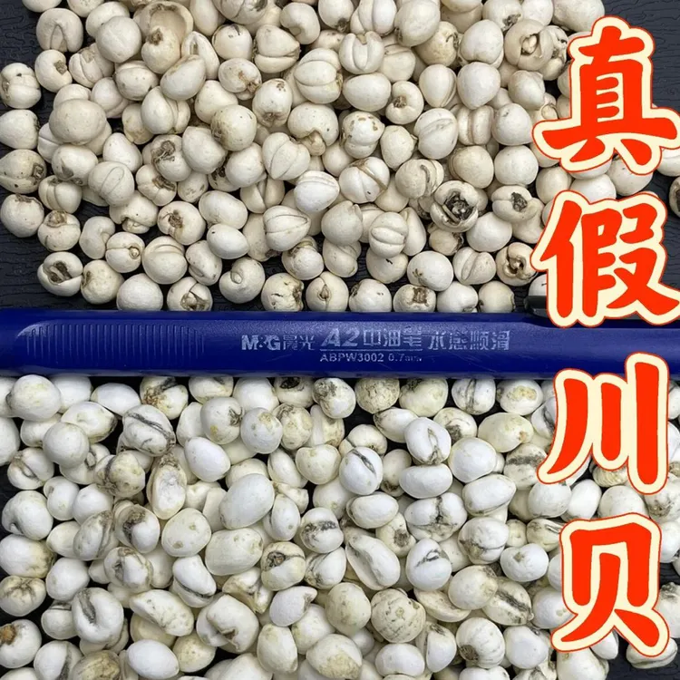 新货阿坝州川贝母怀中抱月高山贝母海拔藏贝母无琉