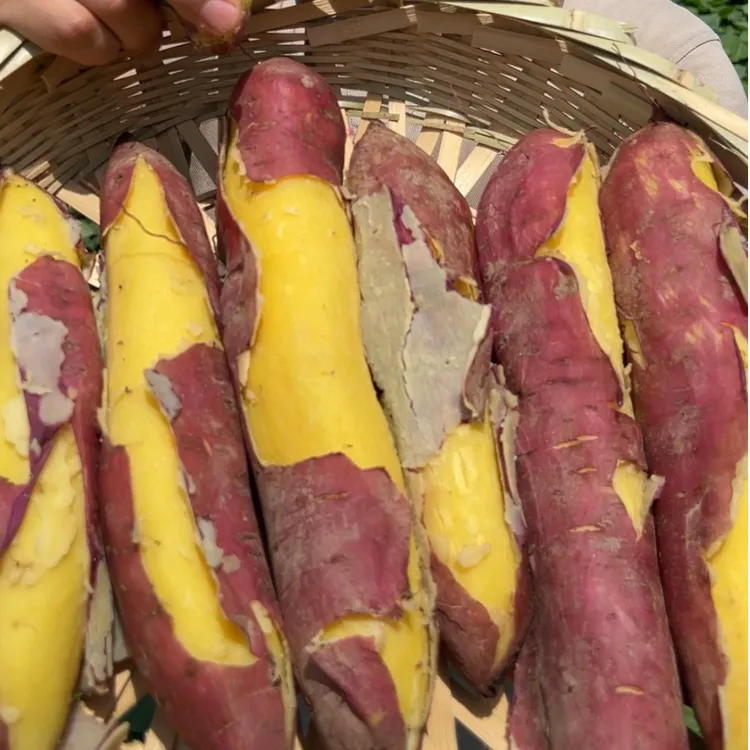 2025年陕西临潼板栗红薯3斤/5斤/9斤蜜薯干面粉甜烤地瓜粗粮