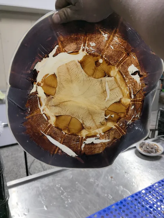 新货吕四港野生海蜇干皮红太阳干皮