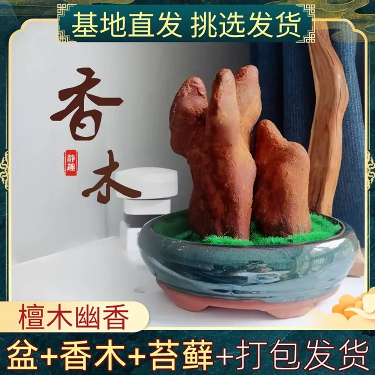 香木盆栽不用阳光耐寒办公室内驱蚊绿植小摆件庭院花卉微景观盆栽