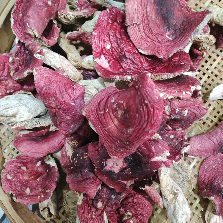 红菇干货新货云南开伞大红菇