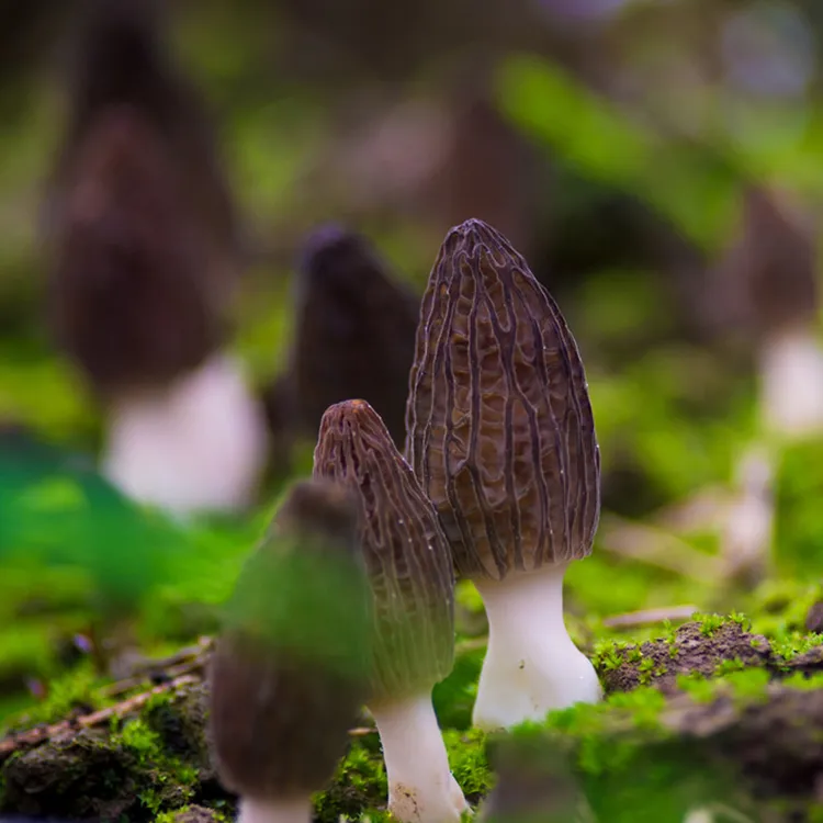 特选新鲜羊肚菌500g新鲜菌菇煲汤食材250g云南四川菌子食用1000g