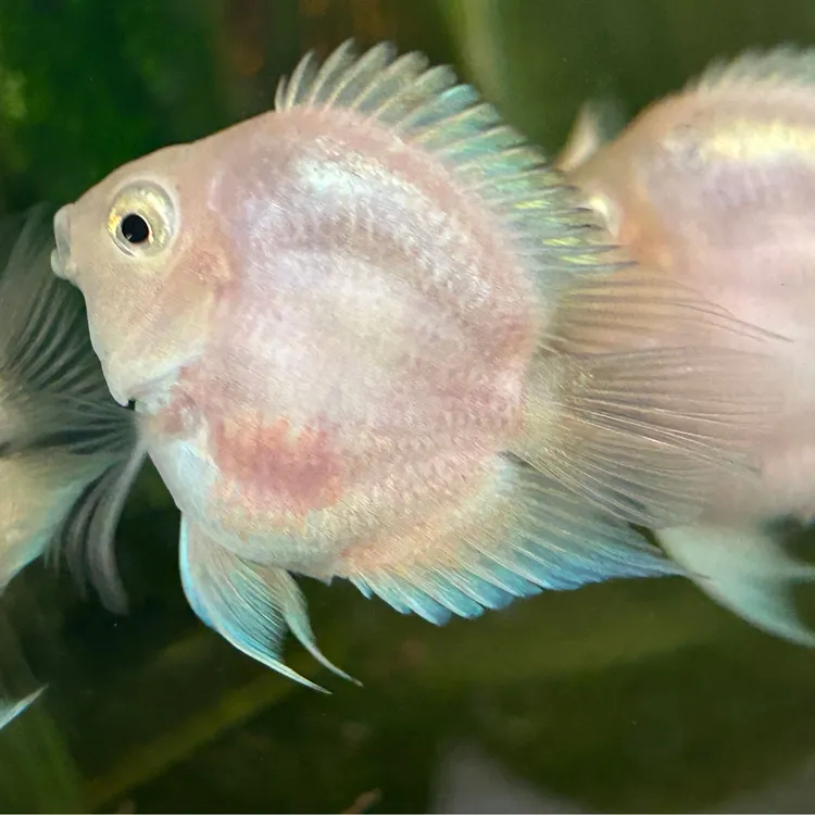 白金宝蓝缩尾488迷你鹦鹉鱼热带观赏鱼白金宝蓝鹦鹉鱼小型鱼淡