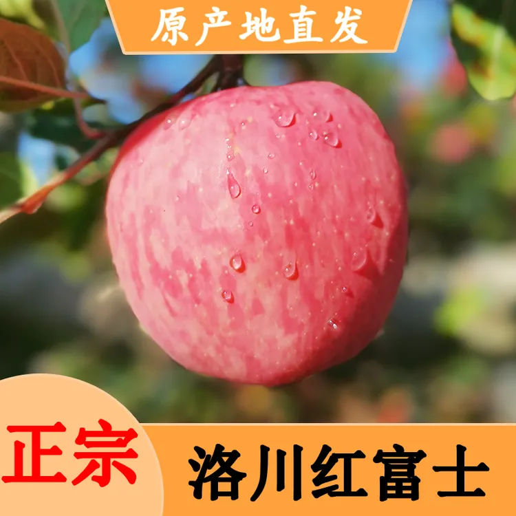 2024新果新鲜洛川红富士苹果 果园直采新鲜可口脆甜新鲜美味多汁