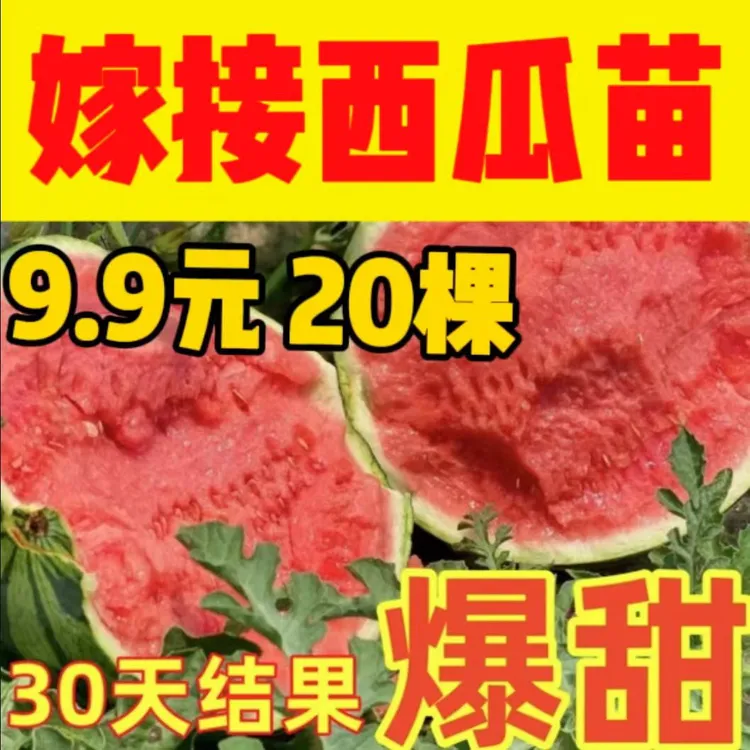 （买10颗送10颗）嫁接西瓜苗西瓜8424麒麟懒汉美都室外阳台盆栽地栽