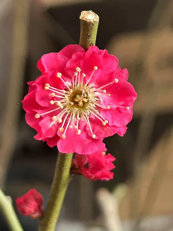 梅花盆景红梅绿梅一物一拍阳台庭院花卉梅花