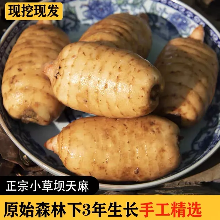  云南昭通小草坝乌天麻林下生长三年不施肥不打药1斤3斤5斤
