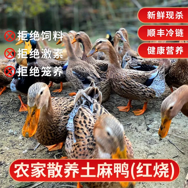 {嘎里香农场}东黄山农家散养土鸭现杀顺丰包邮