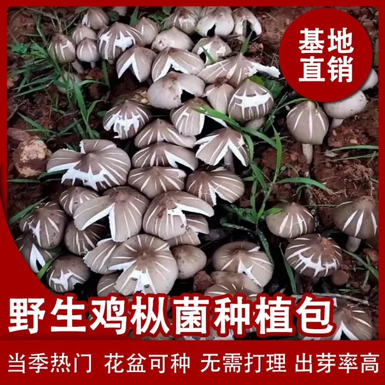 云南鸡枞菌菌包菌种家种伞把菇三塔菌菜苗四季懒人小白四季可种植