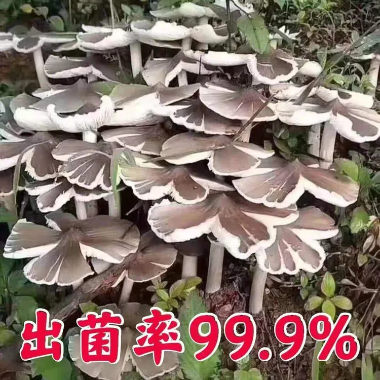 云南特产鸡枞菌菌种家种可食用菌种一年四季可种植