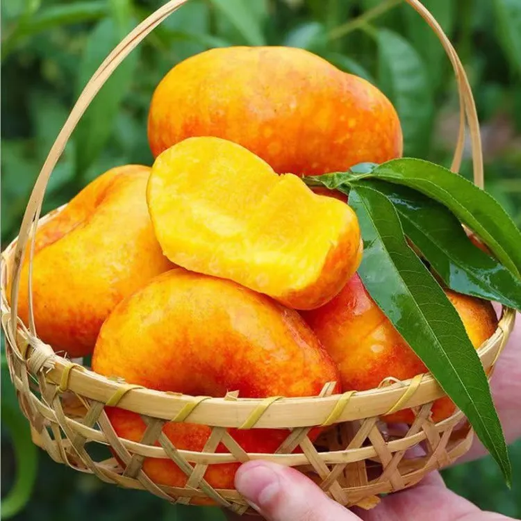 【京东包邮】夏日尝鲜彩虹油蟠桃湖北发货纯甜脆软两吃4.5斤装