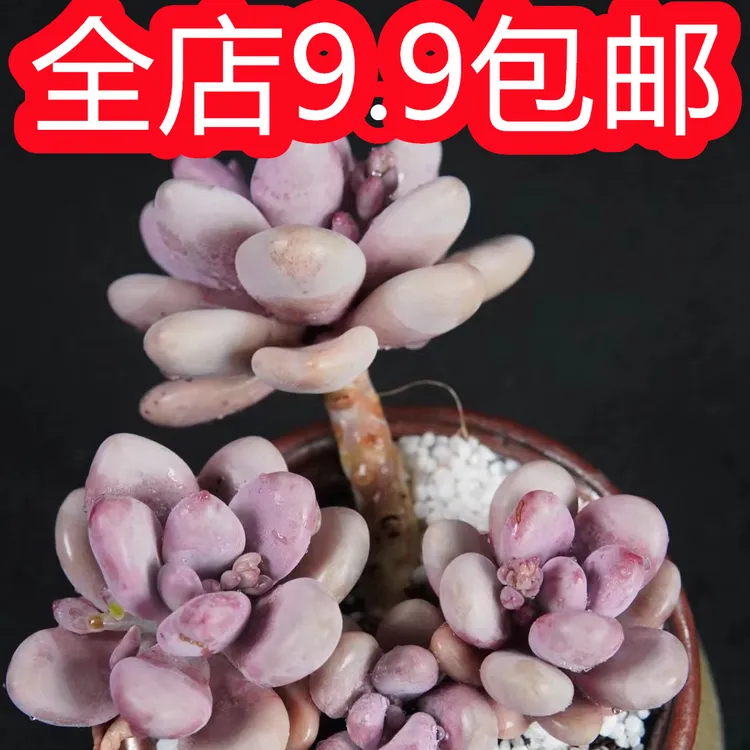 桃蛋单头群生混发带盆土（多肉植物）基地直发新手好养阳台庭院盆栽