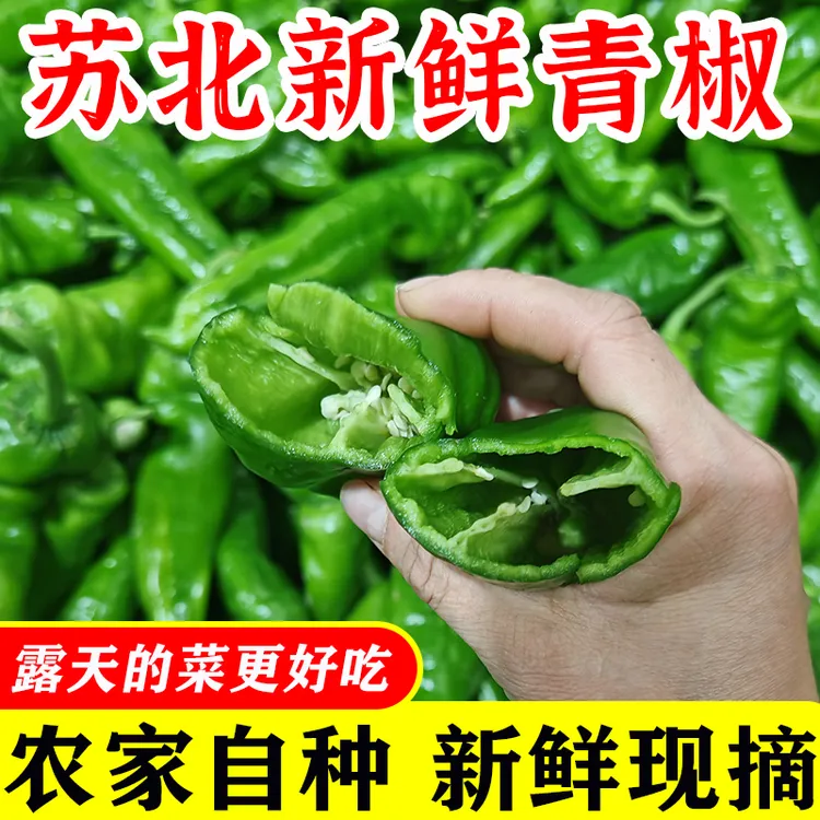 苏北农家新鲜青椒辣椒新鲜微辣苏北农家辣椒辣椒新鲜蔬菜不辣