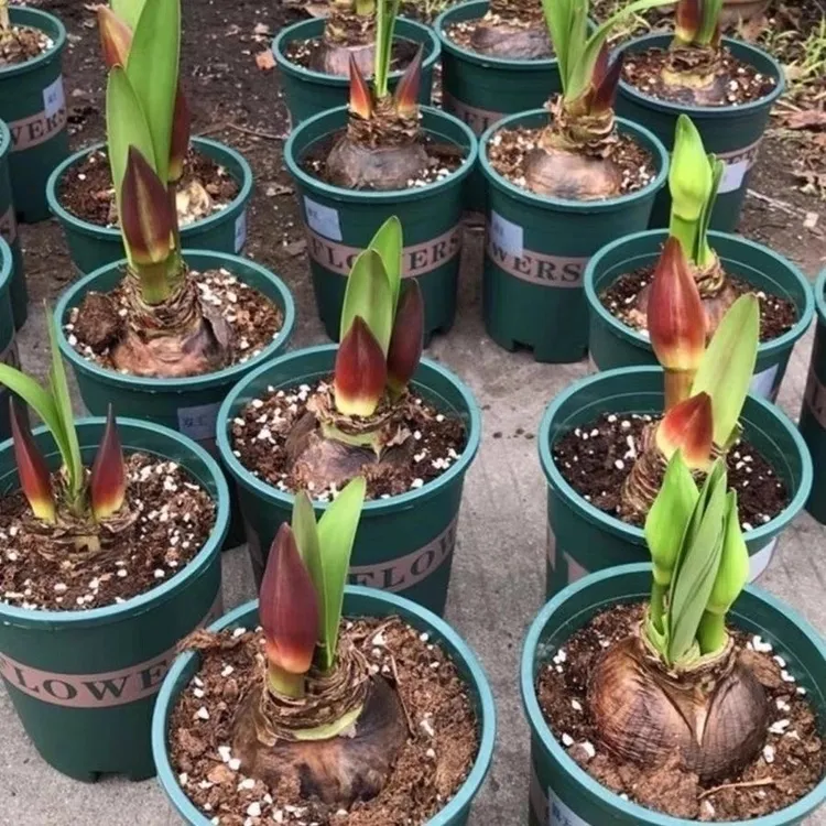 朱顶红[特价]种球盆栽特色【正版朱顶红】四季观赏花卉超大好球精选