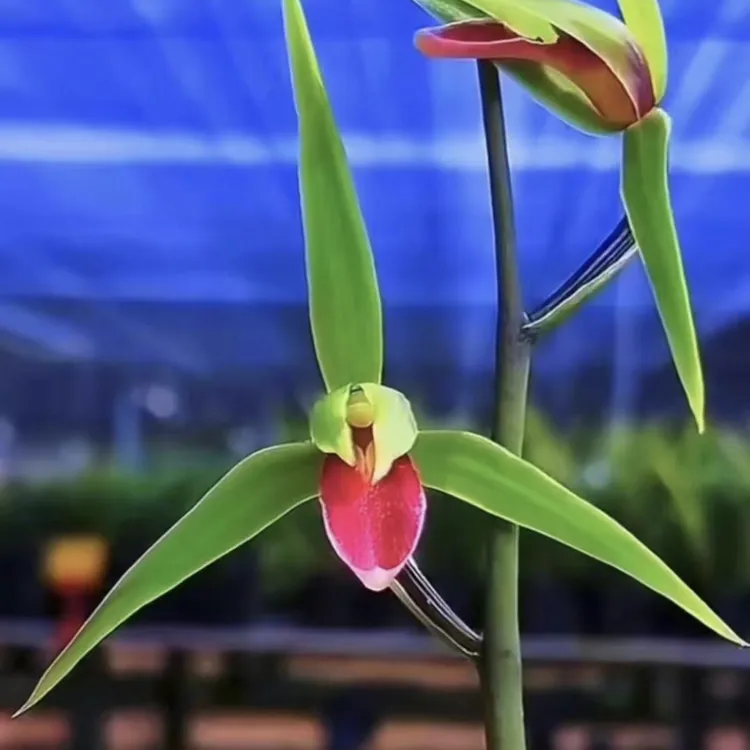 寒兰 雪中红 初恋 桃花仙子 红凤 丰雪素 室内阳台花卉绿植盆栽