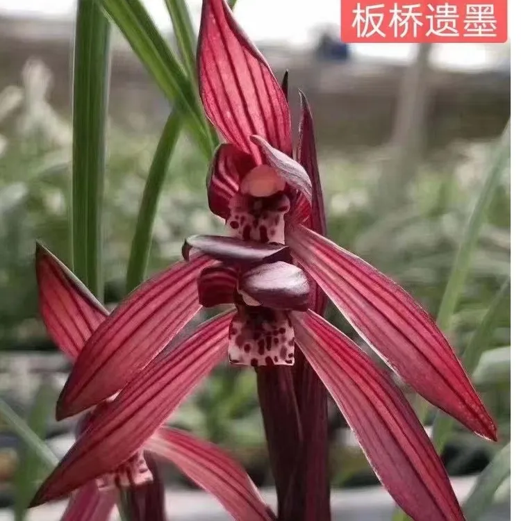 春兰 红色花 板桥遗墨 室内阳台花卉绿植盆栽园艺植物 防辐射 